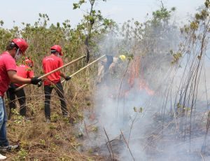 Imagem da notícia - Ações do Governo inibem a proliferação de focos de incêndio no Amazonas em outubro, com queda de 56% em relação ao mesmo período do mês passado